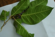 <strong>Ficus tinctoria - Ramon, Laurence - 129</strong><br />© Ramon, Laurence